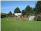 West Pine TAS 7316