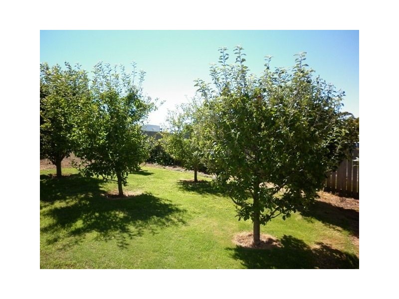 5 Kyema Street, Penguin TAS 7316