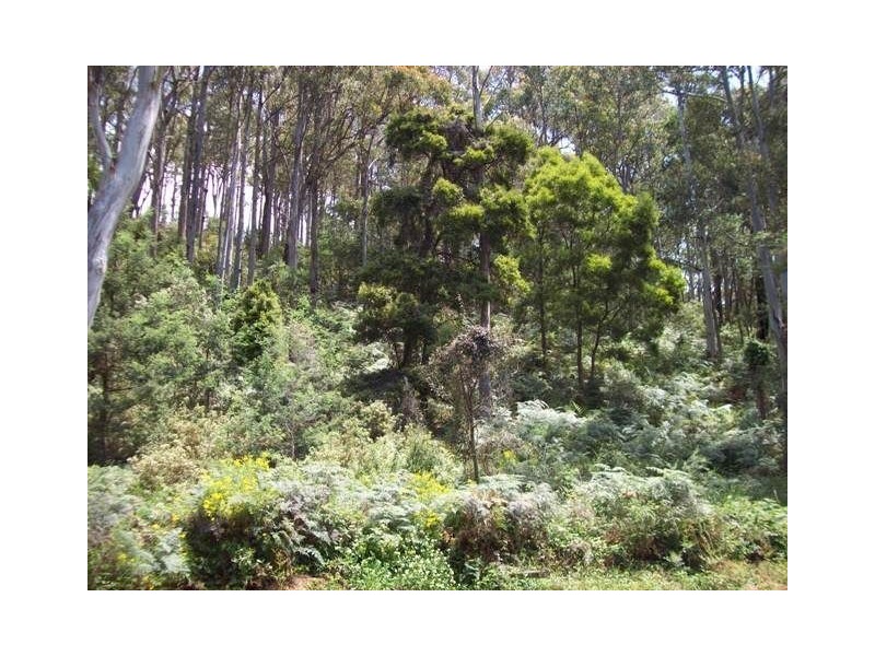 254 Wilmot Road, Forth TAS 7310