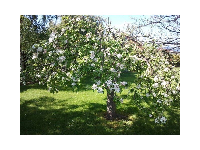 75 Mission Hill Road, Penguin TAS 7316