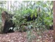 Tanawha QLD 4556