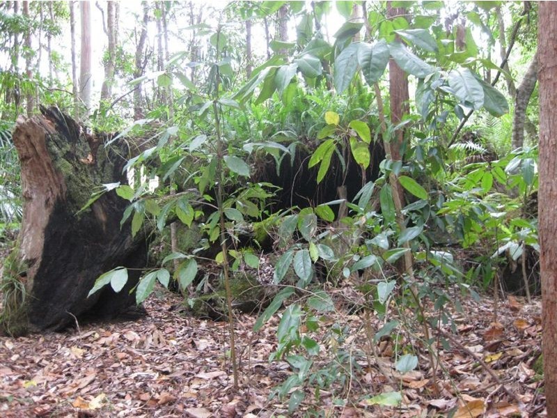 Tanawha QLD 4556