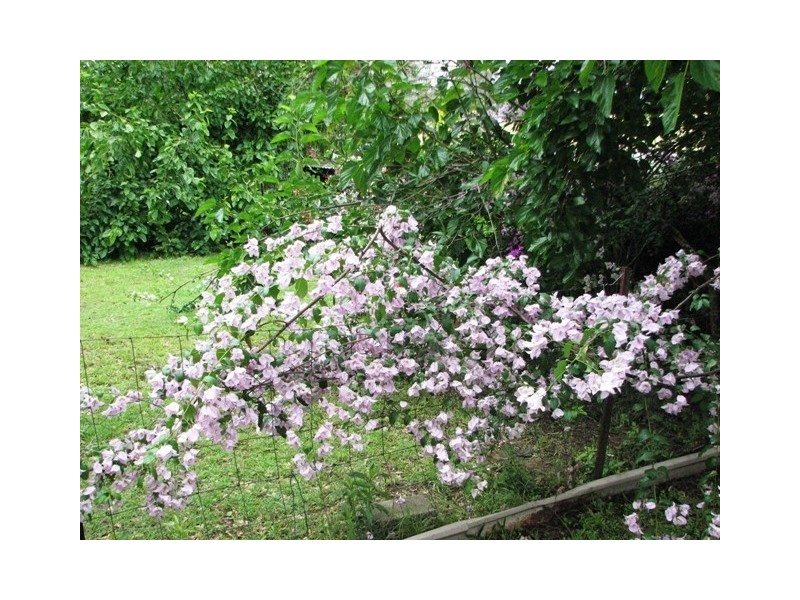 547 Stoney Camp Road, Greenbank QLD 4124