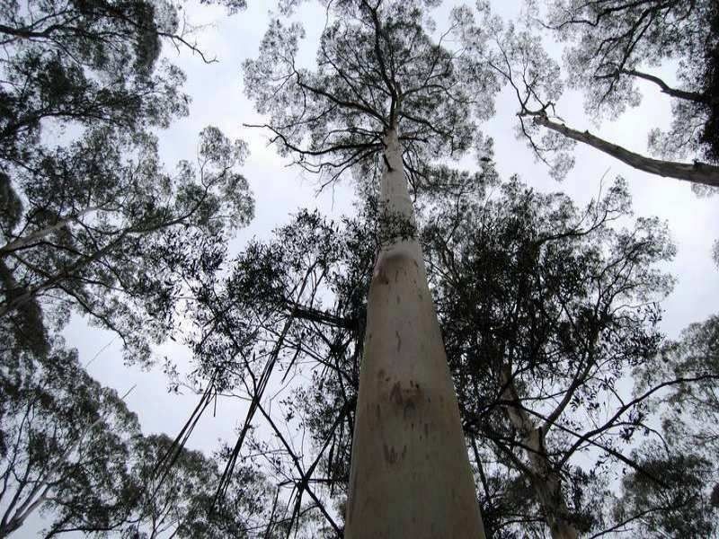 Jackeys Marsh TAS 7304