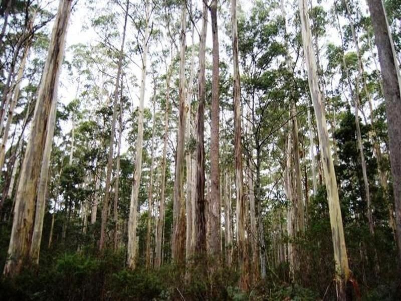 Jackeys Marsh TAS 7304