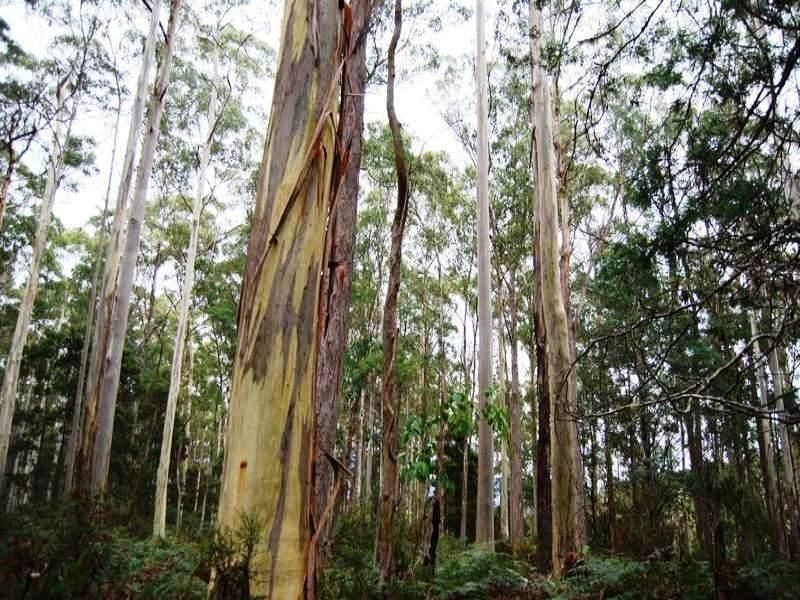 Jackeys Marsh TAS 7304