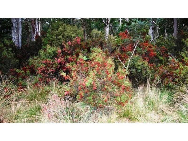 Jackeys Marsh TAS 7304