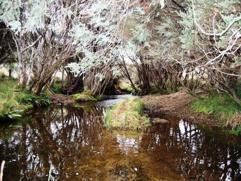 Jackeys Marsh TAS 7304