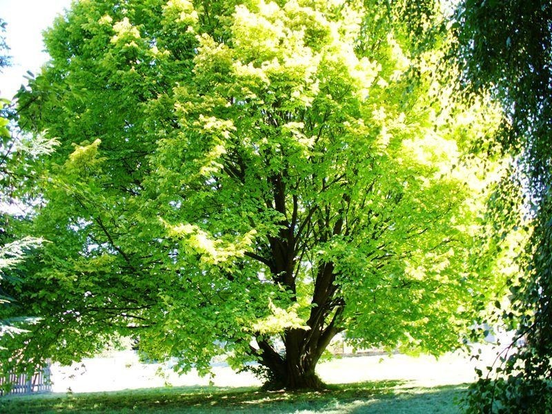 7 Bonney Street, Deloraine TAS 7304