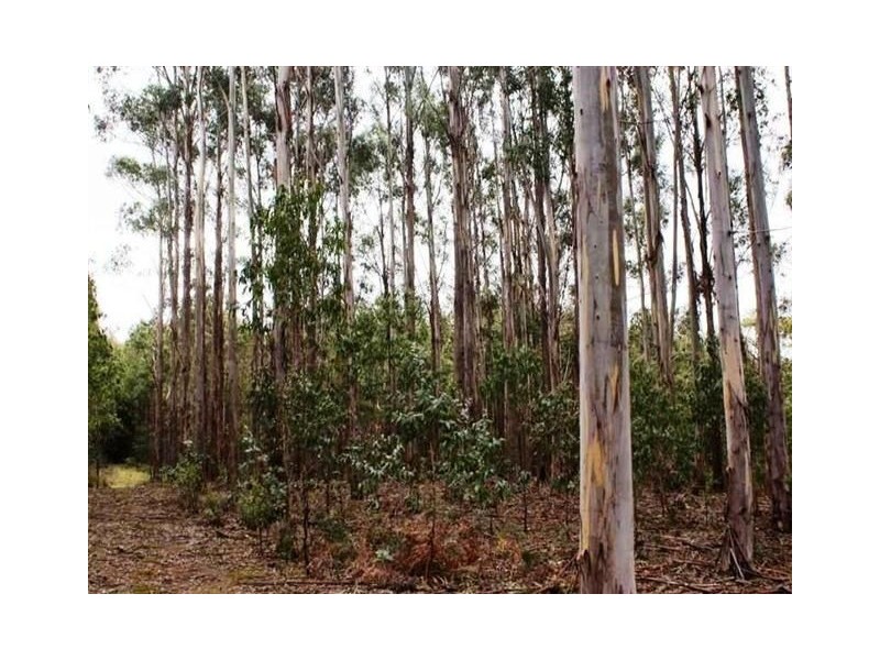 12624 Highland Lakes Road, Golden Valley TAS 7304