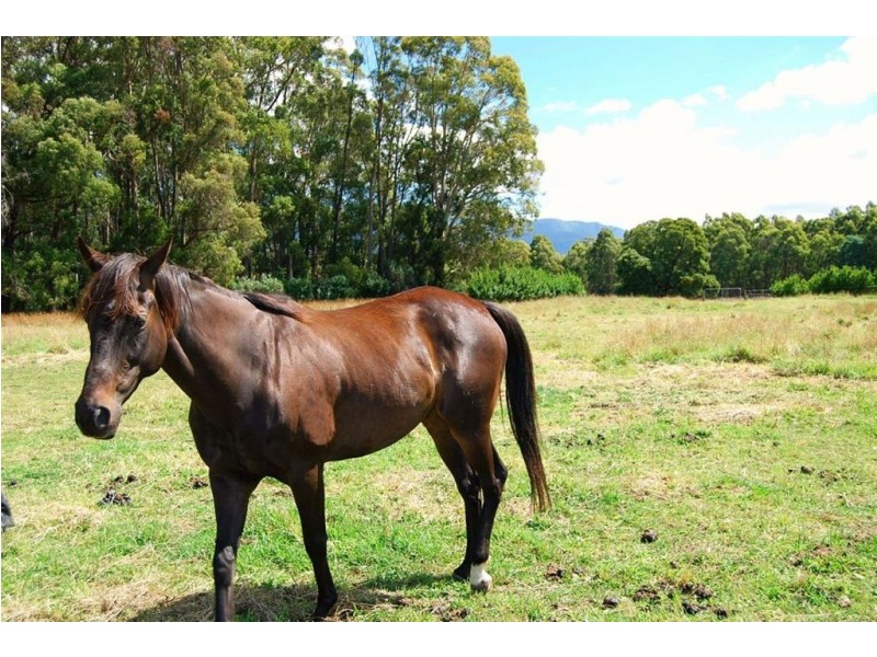 551 Western Creek Road, Western Creek TAS 7304