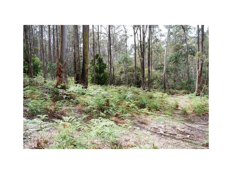 350 Larcombes Road, Reedy Marsh TAS 7304