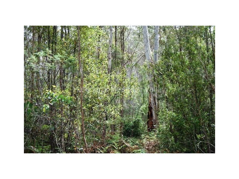 350 Larcombes Road, Reedy Marsh TAS 7304