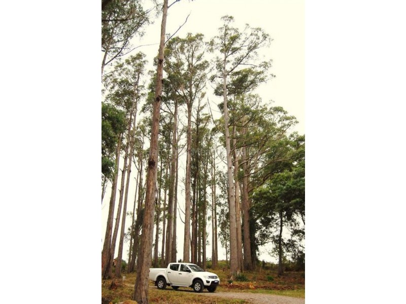 8 Hill Street, Elizabeth Town TAS 7304