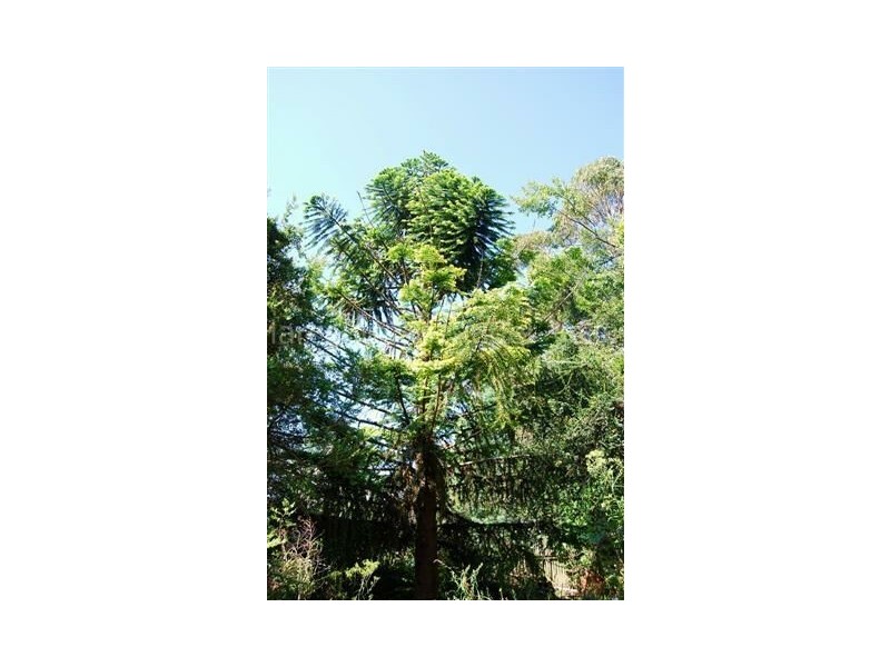 199 Samuel Street, Elizabeth Town TAS 7304