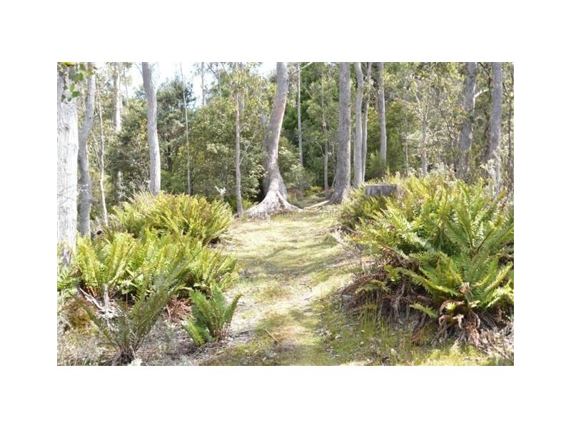 12469 Highland Lakes Road, Golden Valley TAS 7304