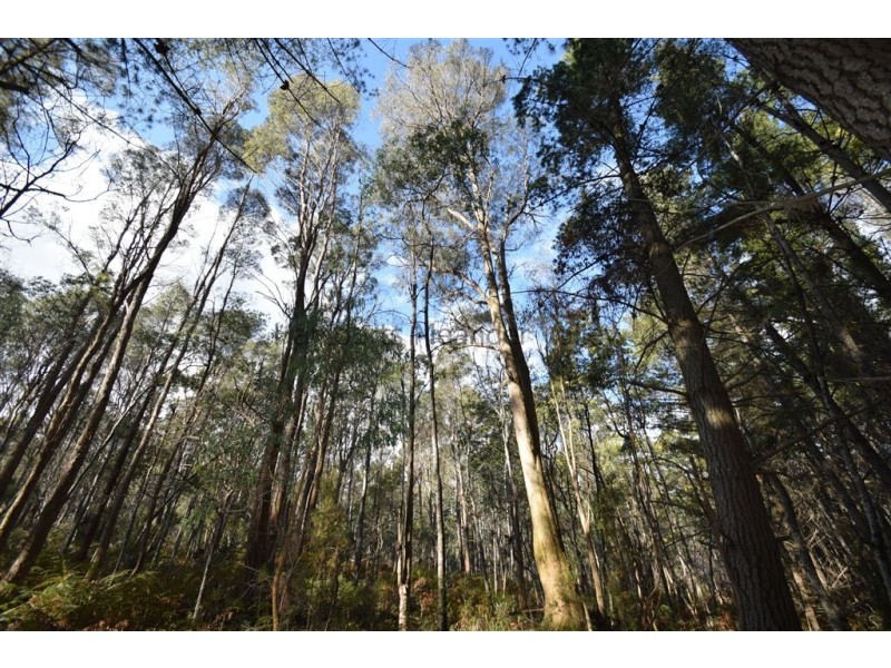 0 Johns Road, Reedy Marsh TAS 7304