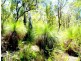 Bringalily QLD 4357