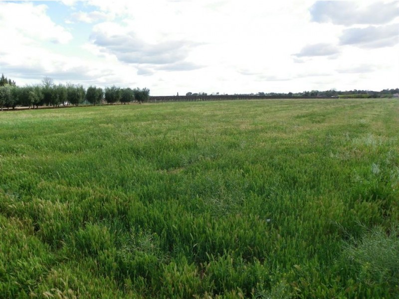 Lot 52 Arumpo Street, Renmark SA 5341
