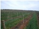 Section 93 Vasey Road., Waikerie SA 5330
