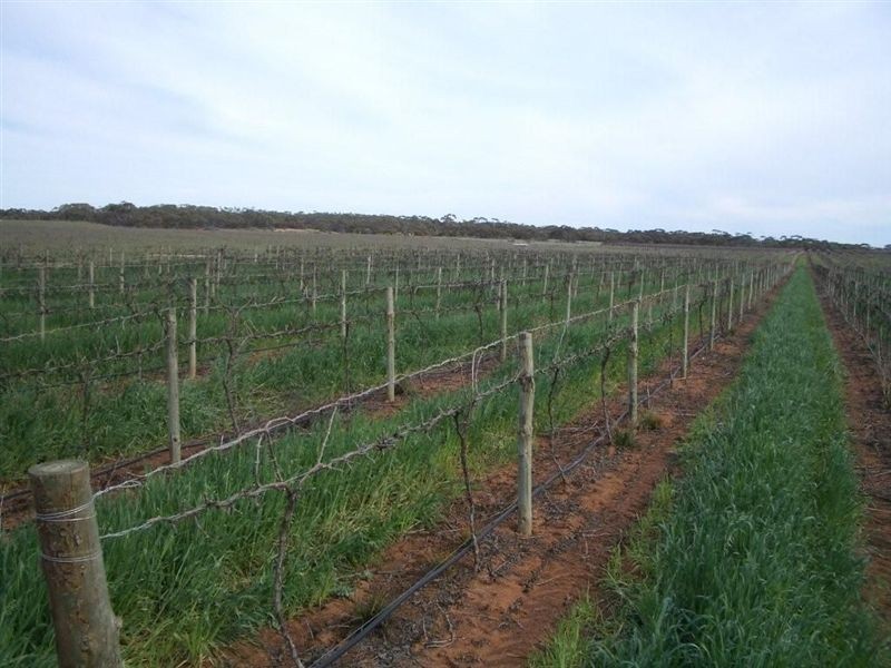 Section 93 Vasey Road., Waikerie SA 5330