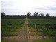 Section 93 Vasey Road., Waikerie SA 5330