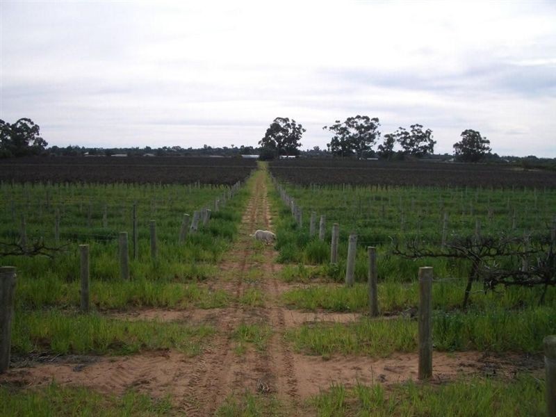 Section 93 Vasey Road., Waikerie SA 5330