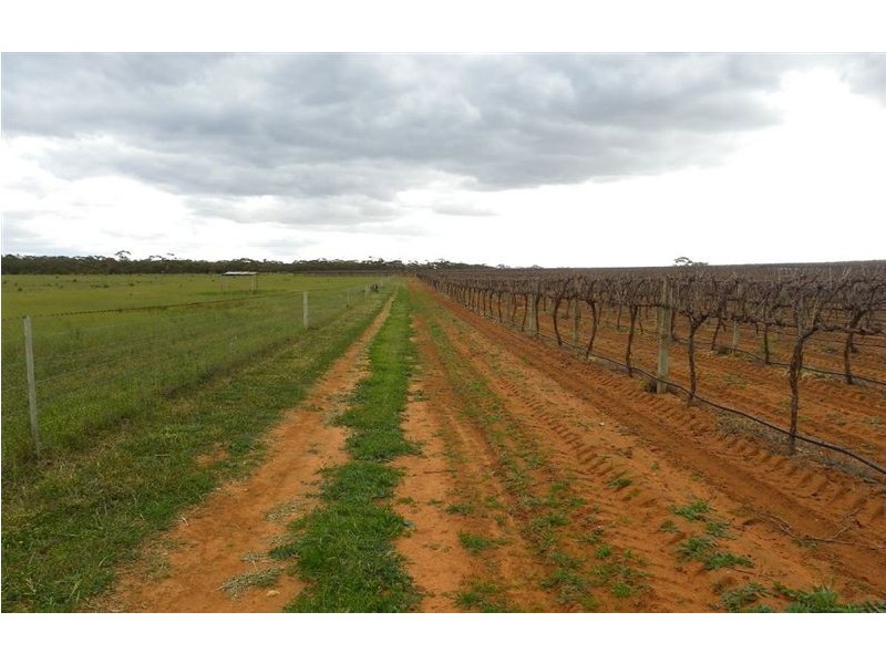 Section 93 Vasey Road., Waikerie SA 5330