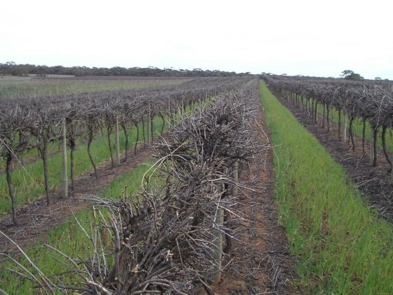 Section 93 Vasey Road., Waikerie SA 5330