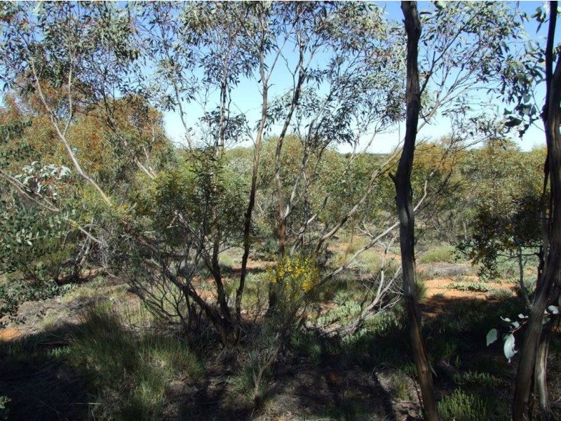 191 Spendiff Road, Winkie SA 5343