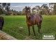 491 Stumpy Gully Road, Balnarring VIC 3926