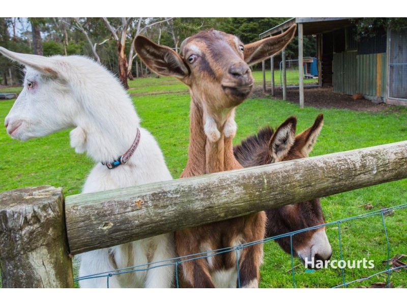 229 Disney Street, Bittern VIC 3918