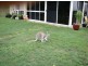 213 Marmor Road, Marmor QLD 4702