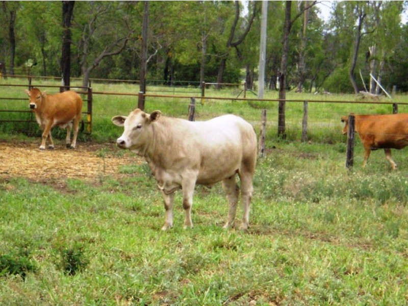 1263 Valentine Plains Rd, Biloela QLD 4715