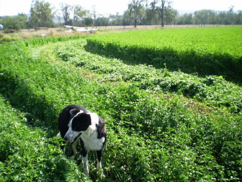 1263 Valentine Plains Rd, Biloela QLD 4715