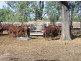 1155 Jambin Dakenba Rd, Biloela QLD 4715