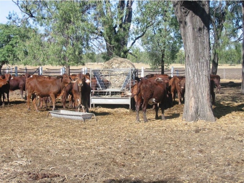 1155 Jambin Dakenba Rd, Biloela QLD 4715