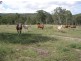 585 Oakey Creek Road, Mount Morgan QLD 4714