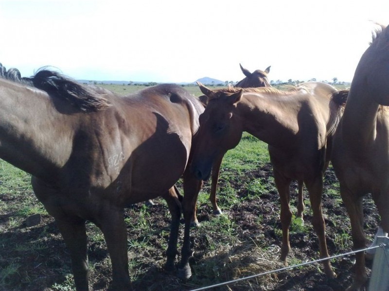 1203 Ridgelands Rd, Alton Downs QLD 4702