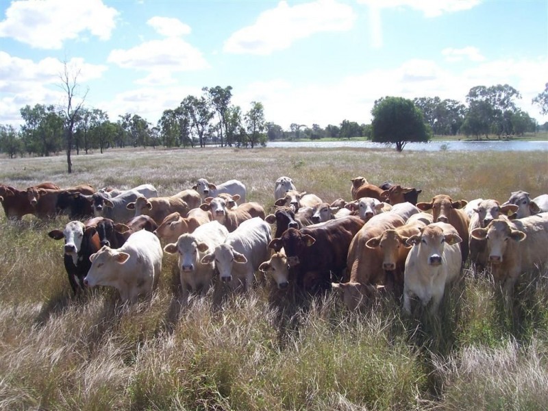 473 Nine Mile Road, Alton Downs QLD 4702