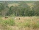 375 Struck Oil rd, Mount Morgan QLD 4714