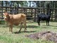 6301 Capricorn Highway, Gogango QLD 4702