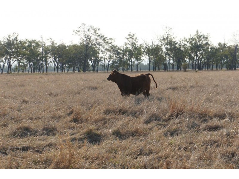 Rockhampton QLD 4700