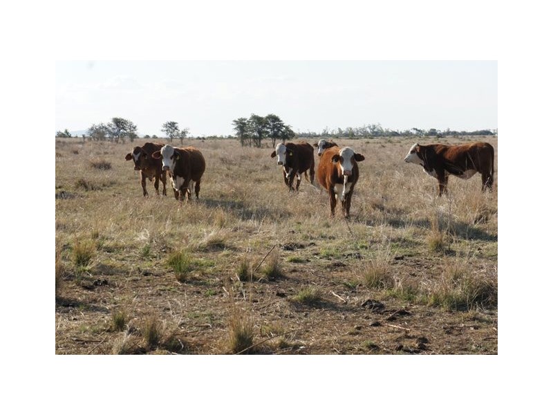 Rockhampton QLD 4700