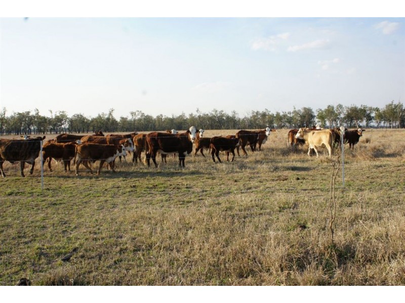 Rockhampton QLD 4700