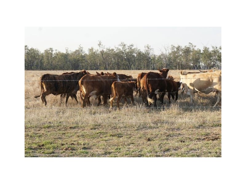 Rockhampton QLD 4700