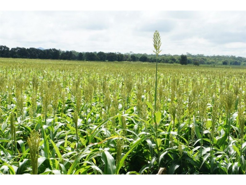 Lot 3 Birrahlee Rd, Alton Downs QLD 4702