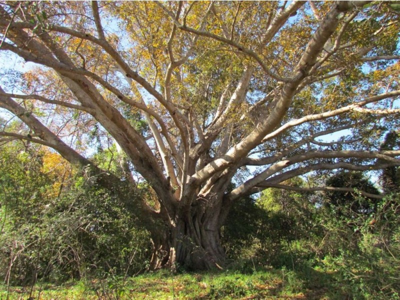 LOT 62 BAJOOL-ULAM RD, Bajool QLD 4699