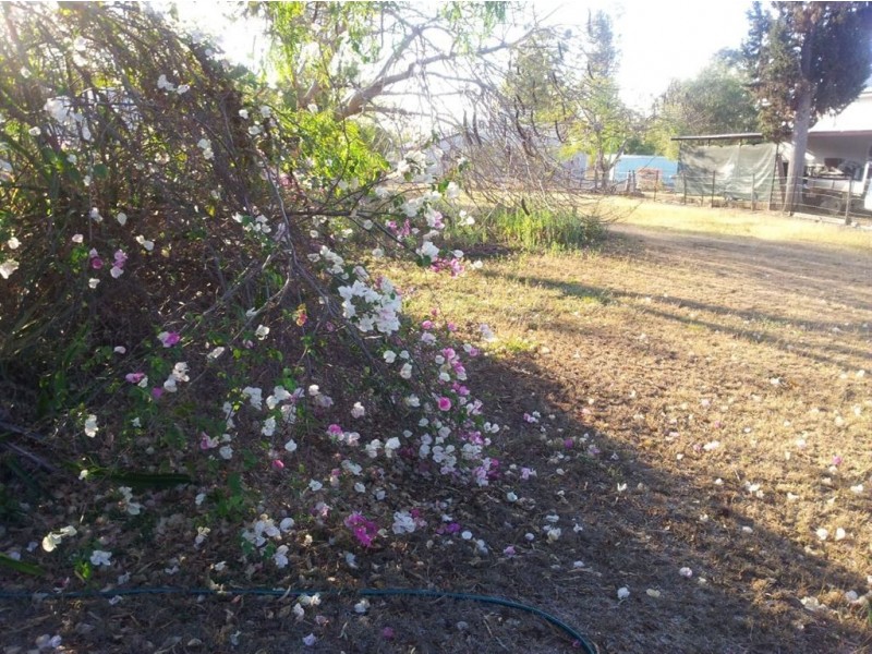 2 Pheasant Street, Wowan QLD 4702