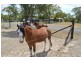 5 Hardy Road, Bouldercombe QLD 4702